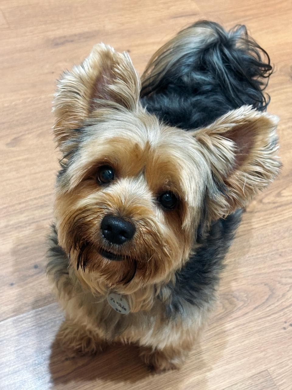 Yorkie, o mascote da Yorcookie
